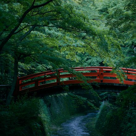 北野天満宮の青もみじと紅葉が美しい御土居について