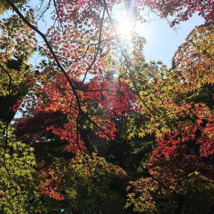 常寂光寺の見どころ紅葉を作り上げた住職の努力