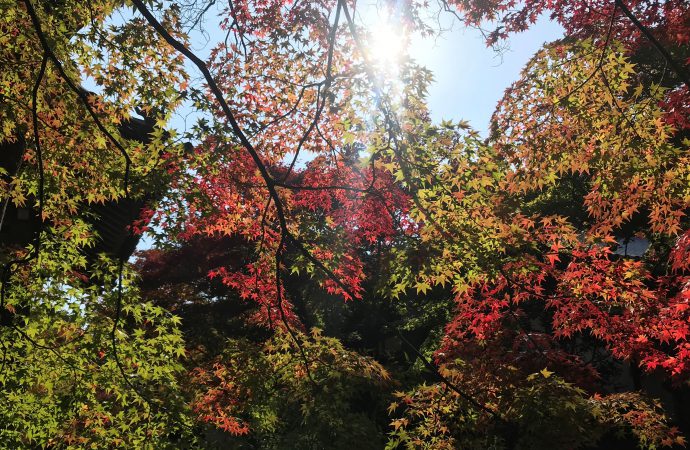 常寂光寺の見どころ紅葉を作り上げた住職の努力