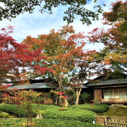 宝厳院の見どころは青もみじのライトアップと紅葉の庭