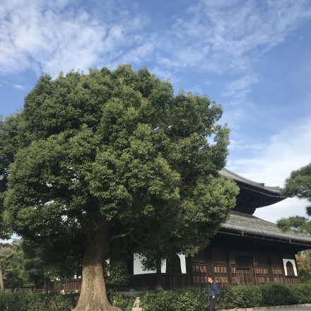 建仁寺の御朱印拈華堂に込められた意味と写経のご紹介