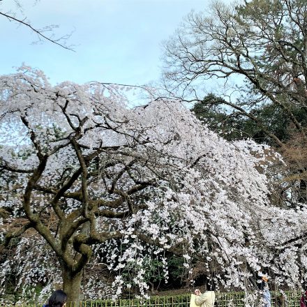 京都御所の桜・近衛邸跡のしだれ桜が素晴らしい