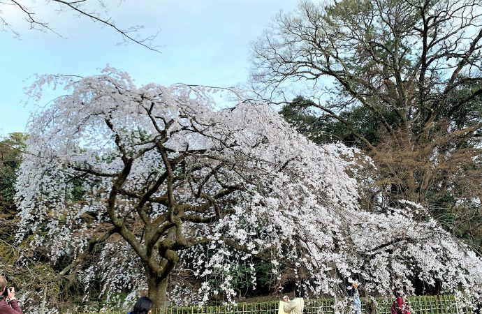 京都御所の桜・近衛邸跡のしだれ桜が素晴らしい