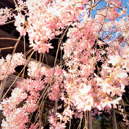 水火天満宮の桜は京都の穴場桜のスポット