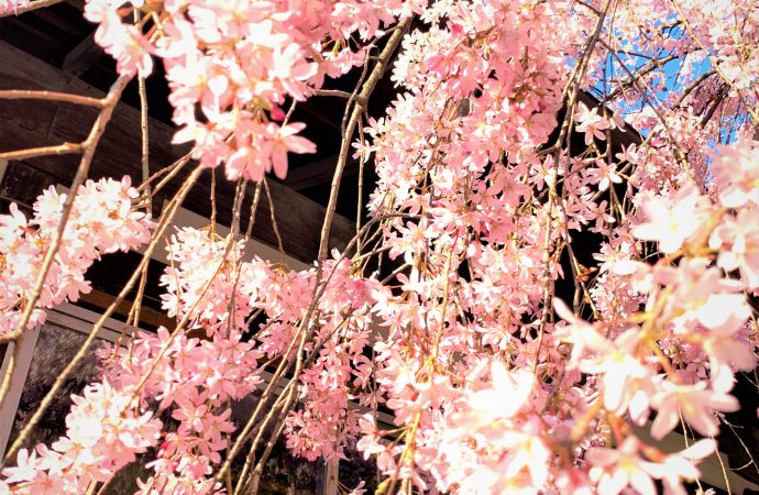 水火天満宮の桜は京都の穴場桜のスポット