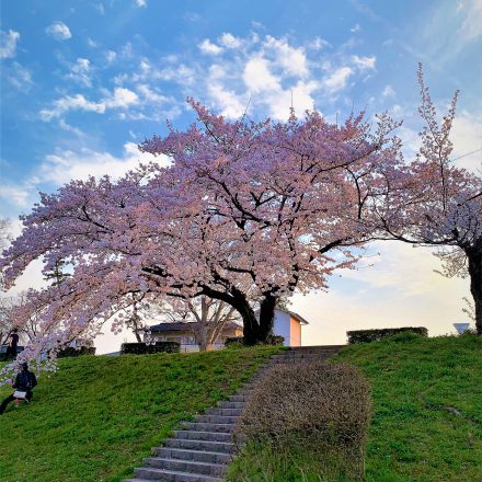 鴨川の桜は京都のおすすめ桜スポット