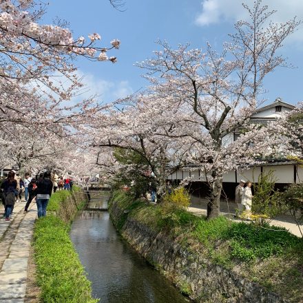 哲学の道と銀閣寺周辺を紹介します